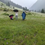 Vegetationsaufnahme einer Feuchtwiese während eines Geländepraktikums in den Tiroler Alpen (Modul Geobotanik)