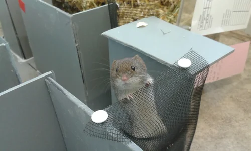 Bank vole in Maze