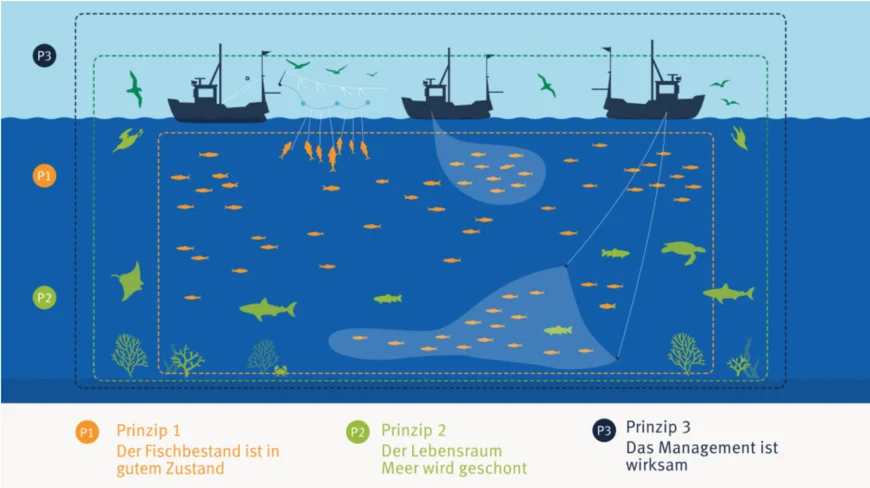 Abb. 8: Die Abbildung zeigt die drei Prinzipien, die Fischereien erfüllen müssen, um vom MSC zertifiziert zu werden.