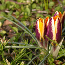 Crocus ancyrensis