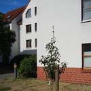 Our pear Gute Luise after planting in summer 2018