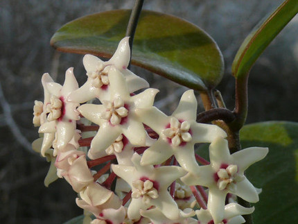 Hoya australis Australische Porzellanblume