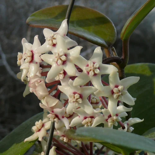 Hoya australis Australische Porzellanblume