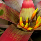 Guzmania sanguinea Lady Carnival