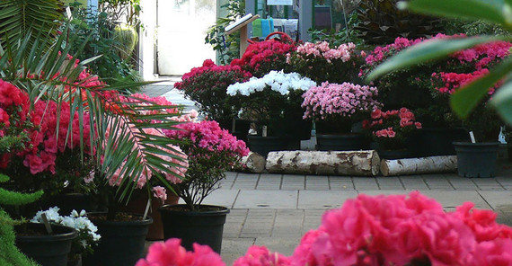 Azaleenschau im Botanischen Garten