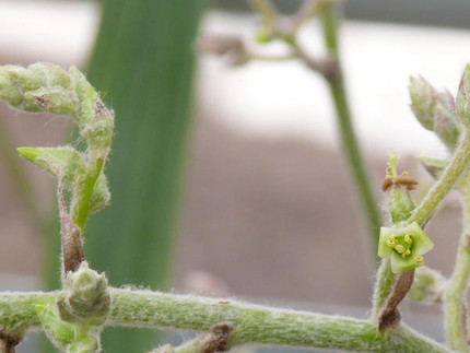 Weißliche Fosterella (Fosterella albicans)