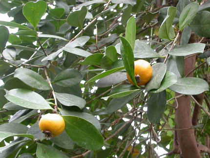 Erdbeer-Guave - Psidium cattleianum