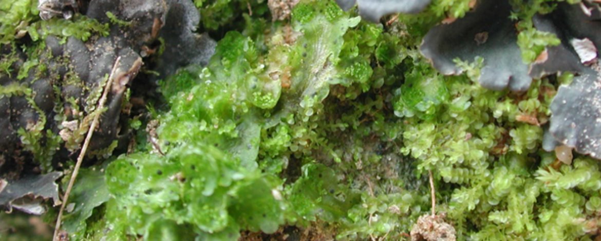 Photography of a Nostoc sp infected Blaisa pusilla plant in its natural habitat