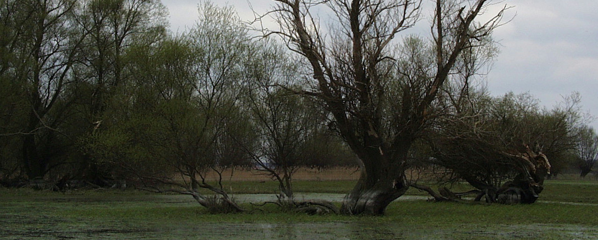 Flussauen an der Havel