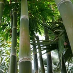Riesenbambus - Dendrocalamus giganteus