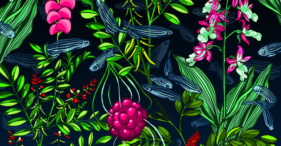 Das Bild der Grafikdesignerin Kat Menschik zeigt zerebrale kavernöse Fehlbildung (Beere) inmitten von Heilpflanzen. Aus den Heilpflanzen werden einige der identifizierten Wirkstoffe gewonnen. Die dargestellten Zebrafische symbolisieren die Tiermodelle. Foto: Kat Menschik.