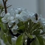 Birne Conny bekommt Bienenbesuch.
