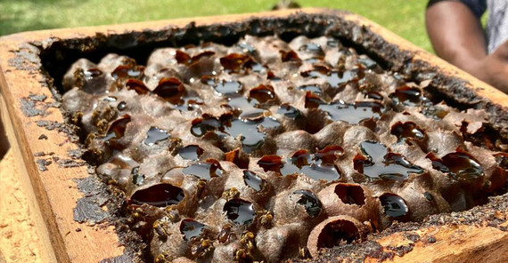 Stingless Bee Farm: A honeycomb of the beehive from which we taste the honey directly