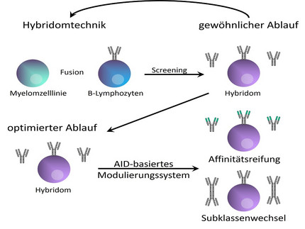 Ablauf der modifizierten Hybridomtechnik durch die Möglichkeit der nachträglichen Modifikation der Antikörperaffinität oder Subklasse.