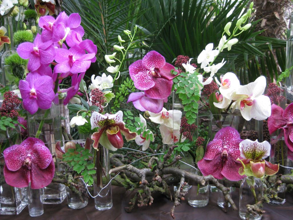 Das Bild zeigt die Orchideen. Das Foto ist von Kerstin Kläring.