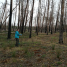 Vegetationsaufnahme in einem verbrannten Kiefernwald