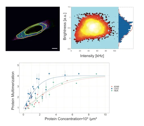 3 different graphics showing results of fluorescence microscopy