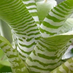 Aechmea chantinii