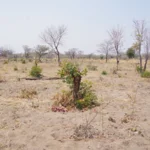 in savanna