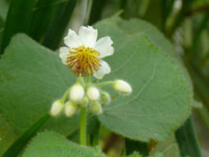 Zimmerlinde - Sparrmannia africana