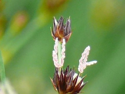 Schwarze Binse - Juncus atratus