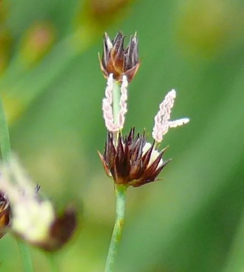 Schwarze Binse - Juncus atratus