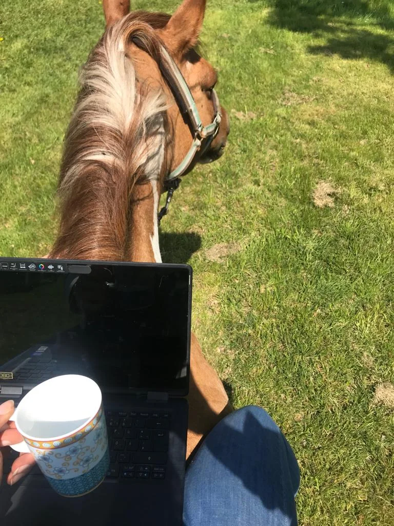 Die Fotografin sitzt auf einem Pferd und fotografiert hinab. Man sieht den Nacken und den Kopf einer braunen Stute und einen Laptop, den die Reiterin dabei hat.