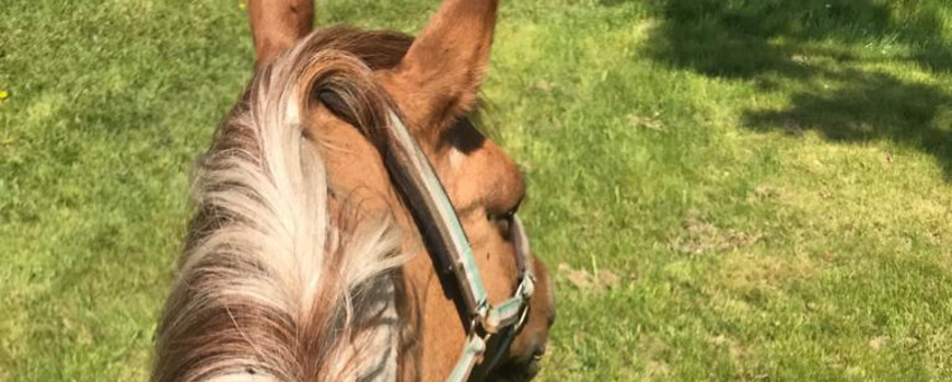 Die Fotografin sitzt auf einem Pferd und fotografiert hinab. Man sieht den Nacken und den Kopf einer braunen Stute und einen Laptop, den die Reiterin dabei hat.