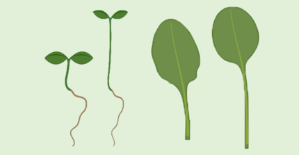 Arabidopsis seedlings and leaves