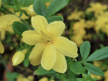 gelbe 2-Euro-Stück große Blüte