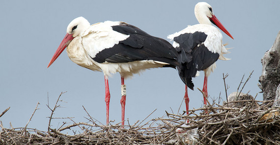 White storks in the field | Photo: Guillermo Fandos-Guzman