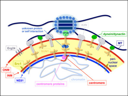 Schematic of centosome and nuclear envelope organization in Dictyostelium amoebae