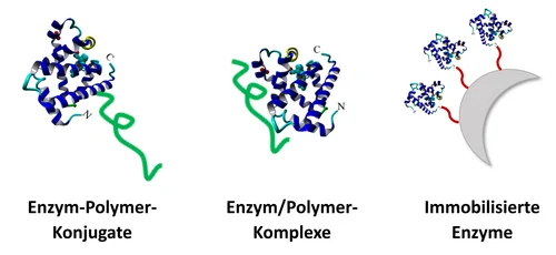 Schematische Darstellung verschiedener Methoden der Enzym-Polymer-Verknüpfung: Links ein Enzym-Polymer-Konjugat mit einem kovalent gebundenen Polymerstrang, in der Mitte ein Enzym/Polymer-Komplex mit nicht-kovalenter Bindung, rechts mehrere immobilisierte Enzyme, die über Polymere an einer festen Oberfläche verankert sind.