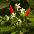 Chili - Capsicum annuum