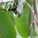 Banane - Musa paradisiaca, Fruchtstand