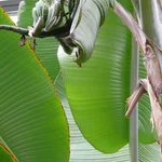 Banane - Musa paradisiaca, Fruchtstand