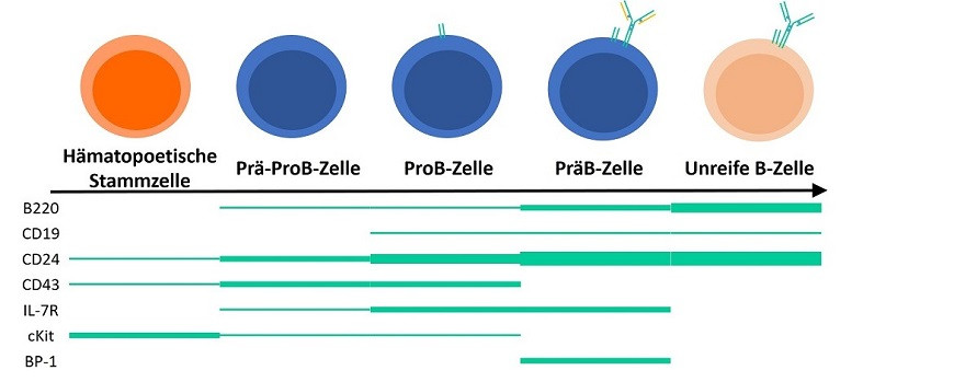 Die verschiedenen Stadien der B-Zelldifferenzierung mit den dabei exprimierten zellulären Oberflächenmarkern.