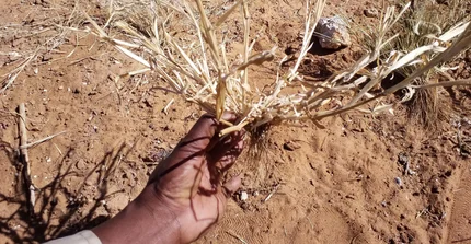 Hand holding dry plant over dry soil