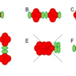 Assembly of the Hantavirus glycoproteins (Gn and Gc).