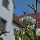 Birne Conny bekommt Bienenbesuch im April 2020.