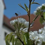 Birne Conny bekommt Bienenbesuch im April 2020.