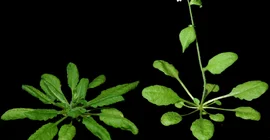 Photo of two plants
