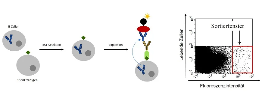 Identifikation und Anreicherung antigenspezifischer Antikörper-produzierender Hybridomzellen