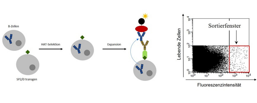 Identifikation und Anreicherung antigenspezifischer Antikörper-produzierender Hybridomzellen