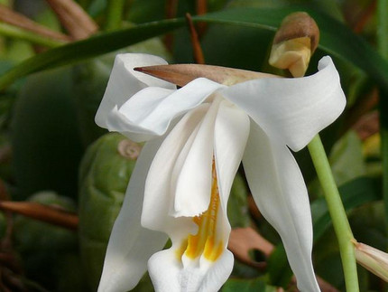 Engelsorchidee - Coelogyne cristata