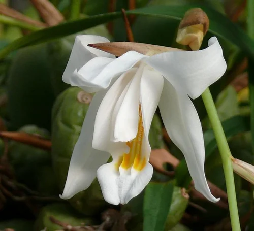 Engelsorchidee - Coelogyne cristata