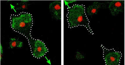 Video microscopy of a cell division by protein waves