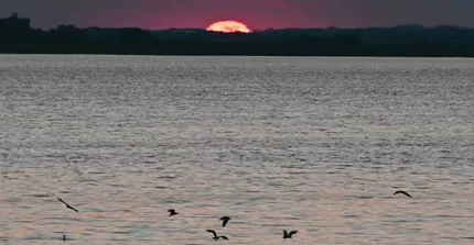 Die Sonne geht über dem Gülper See unter. Im Vordergrund warten Reiher auf ihre Beute im See.