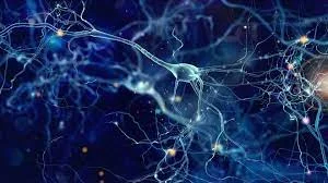 neurons