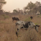 cows in the savanna